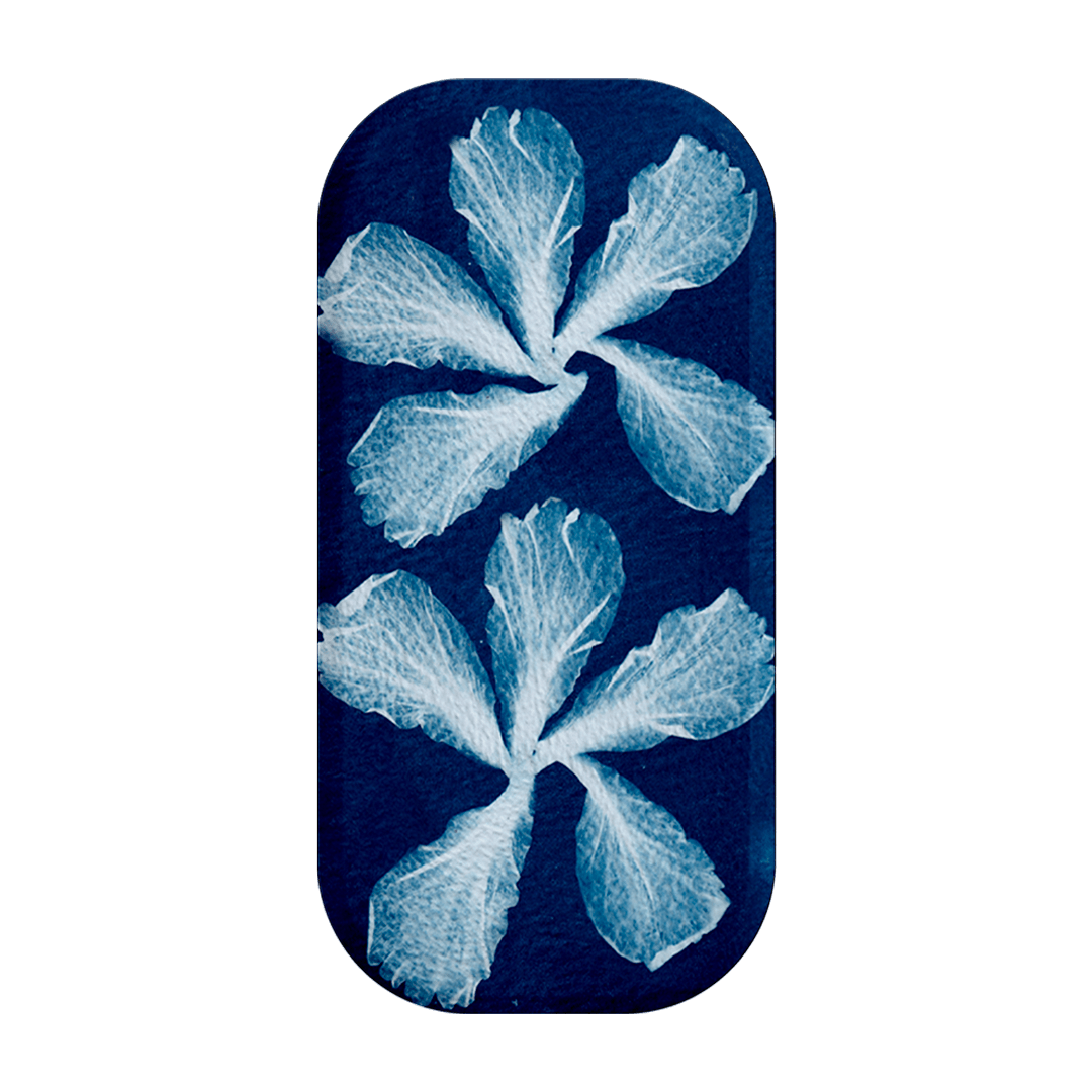 Hibiscus Cyanotype Clickit Clickit by Sally Hungerford - The Dairy
