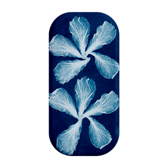 Hibiscus Cyanotype Clickit Clickit by Sally Hungerford - The Dairy